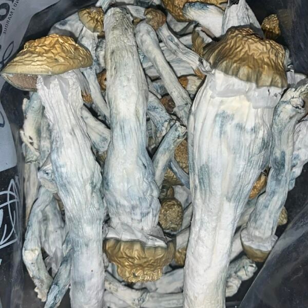 Blue melmac (14G)